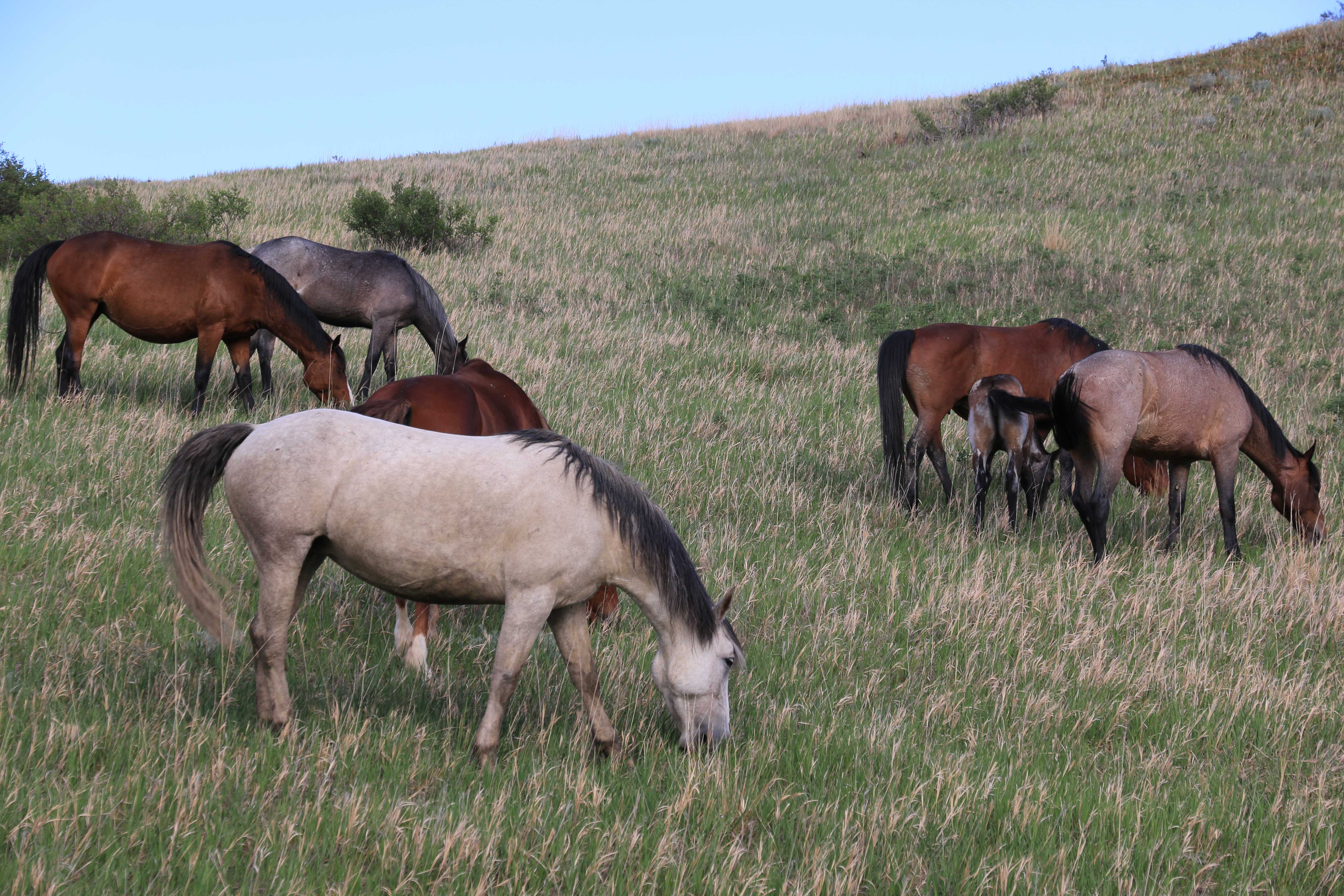 Theodore Roosevelt NP